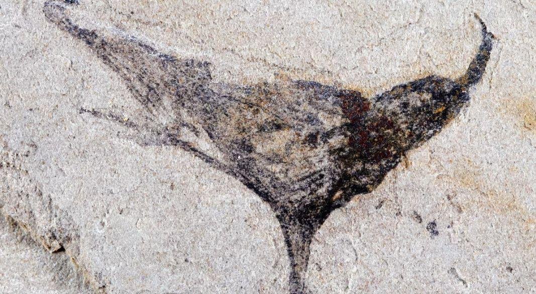 ছবি: সংগৃহীত।