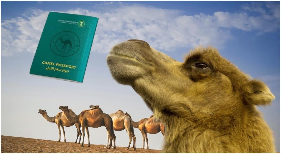 লাখ লাখ উটকে কেন পাসপোর্ট দিচ্ছে সৌদি আরব?