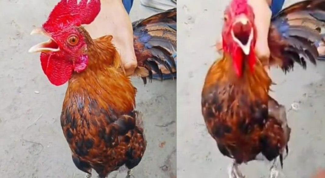 আল্লাহর নাম ধরে ডাকা মোরগ।