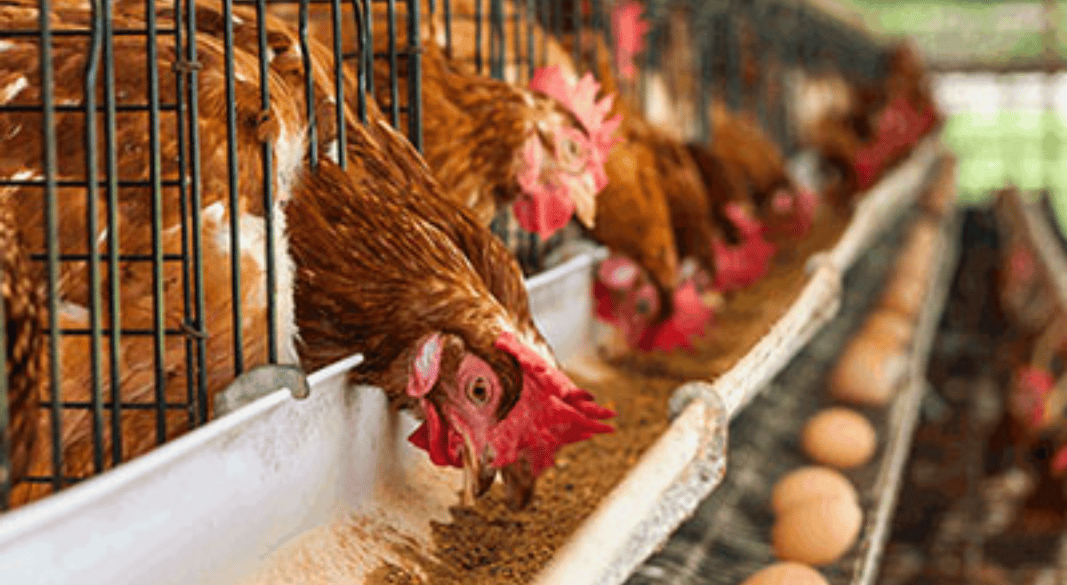 বাংলাদেশি মুরগি ও ডিম আমদানি বন্ধ করল সৌদি আরব