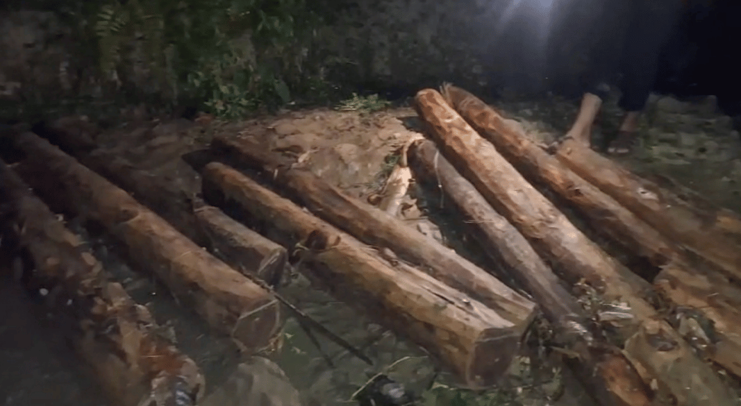 ঝিরি দিয়ে পাচার করা হচ্ছে গাছের গুঁড়ি