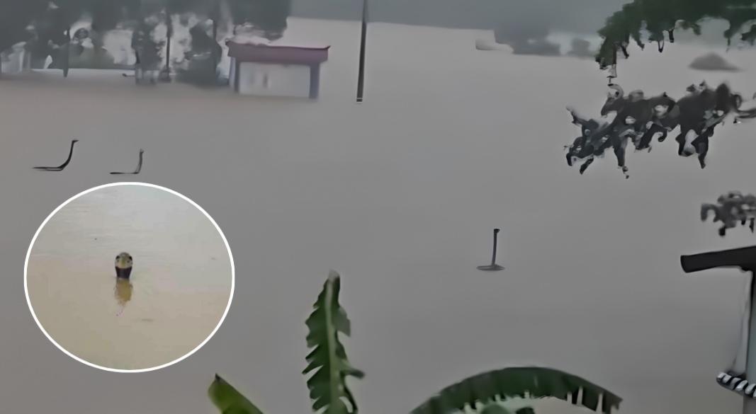 চীনের হেংঝৌ শহরে বন্যায় সাপের খামার তলিয়ে ৮০০ থেকে ৯০০টি বিষধর গোখরা সাপ লোকালয়ে ছড়িয়ে পড়ায় এলাকায় তীব্র আতঙ্ক। ছবি: সংগৃহীত