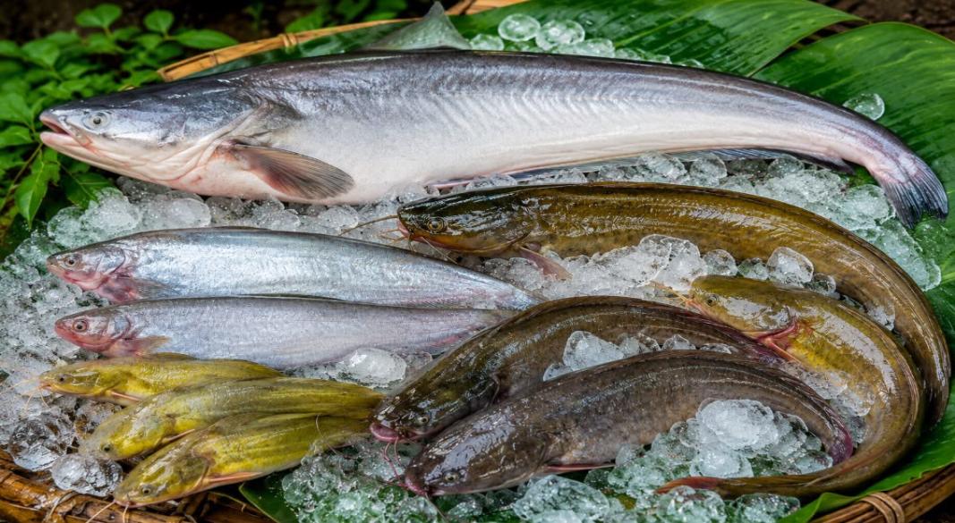 কঠোর খাদ্য নিরাপত্তা আইনের কারণে যুক্তরাষ্ট্রে মিলছে না বাংলাদেশের পছন্দের দেশীয় মাছ। ছবি: সংগৃহীত