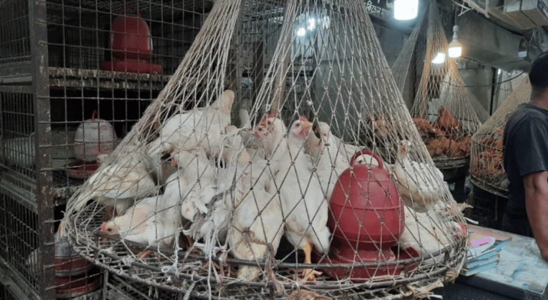 ঈদ উপলক্ষে ব্রয়লারের দাম ২০০ টাকা ছাড়াল, মসলার দাম চড়া