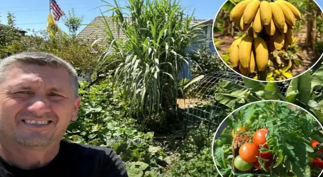 ক্যালিফোর্নিয়ায় বাগান নিয়ে শহরের সঙ্গে লড়াই মাইকেলের