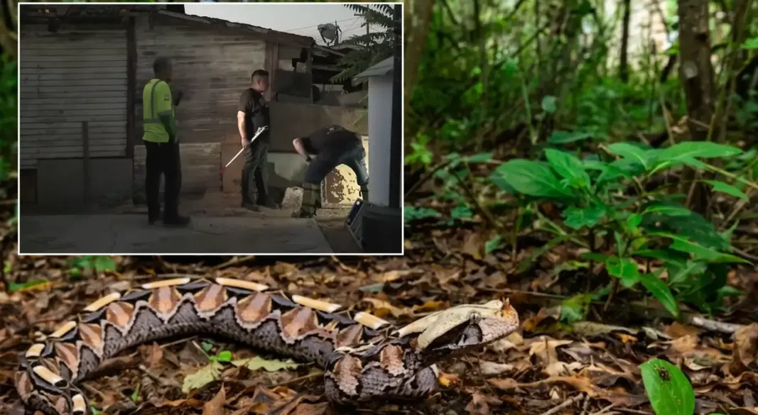ক্যালিফোর্নিয়ার আবাসিক এলাকায় ঘুরে বেড়াচ্ছে আফ্রিকার বিষধর সাপ গাবুন ভাইপার, আতঙ্কে এলাকাবাসী