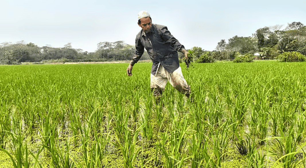নির্ধারিত দামে সার নেই, বোরো চাষে ব্যয় বাড়ার আশঙ্কা