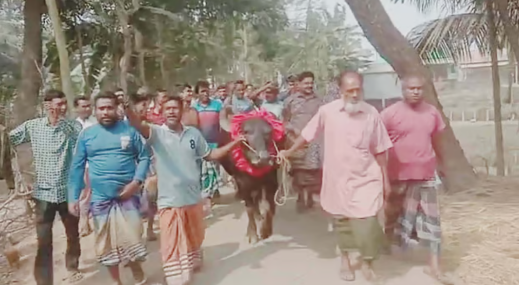 শেরপুরের না‌লিতাবাড়ী‌তে ধা‌নের শীষ জেতায় বা‌জির ম‌হিষ নি‌য়ে বা‌ড়ি ফির‌ছেন আব্দুল মান্নান। শুক্রবার সকা‌লে বালুঘাটা গ্রামে