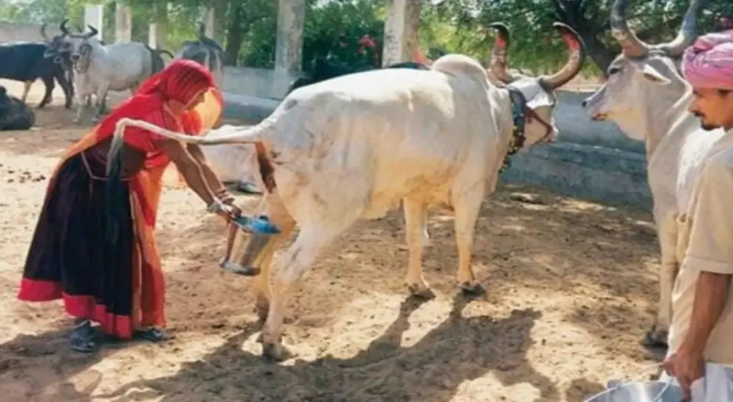 ভারতে সরকারিভাবে গোমূত্র সংগ্রহ ।ছবি:সংগৃহীত