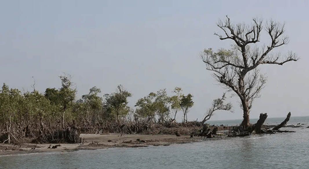 সুন্দরবনে দস্যুর ভয়ে মাছ ধরা বন্ধ, চরম সংকটে জেলেরা