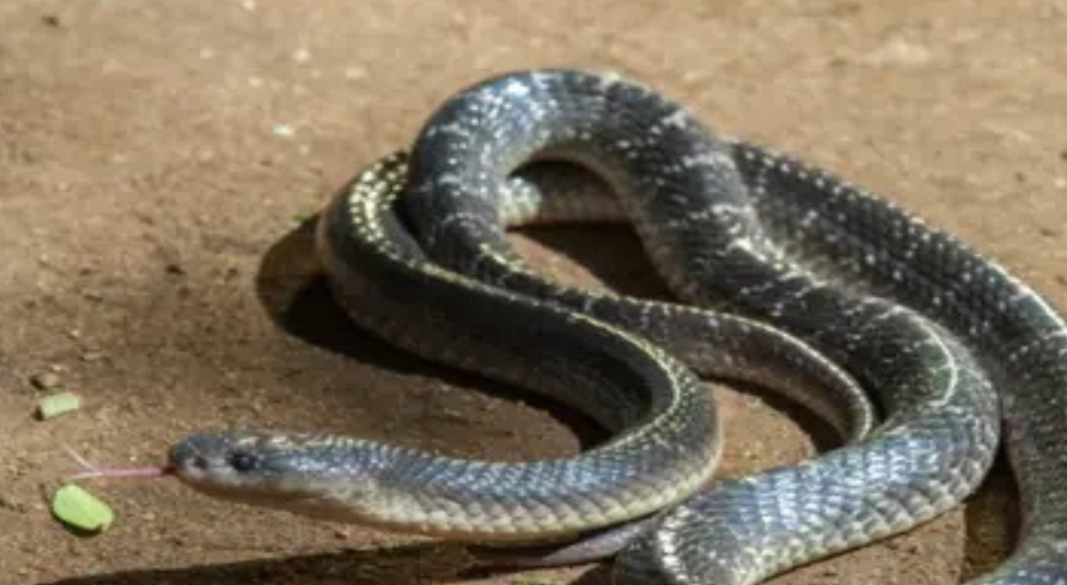 বিষাক্ত সাপের ছবি : সংগৃহীত