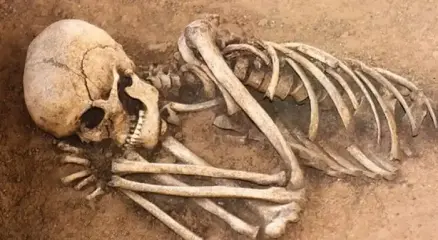 মানুষের কঙ্কাল। ছবি:সংগৃহীত