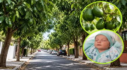 আর্জেন্টিনার কিলমেস শহরে গাছ থেকে অ্যাভোকাডো পড়ে গুরুতর আহত হওয়ার পর ১২ দিনের নবজাতক লুকাস গোমেজের মৃত্যু হয়। গ্রাফিক্স: আমেরিকা বাংলা