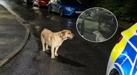 যুক্তরাজ্যের রাঙ্কর্নে পুলিশের কাছ থেকে ই-স্কুটারে পালানোর সময় ফেলে যাওয়া চার্লস ফয়ের ল্যাব্রাডর কুকুর। ছবি: সংগৃহীত