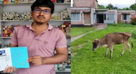 কিস্তির টাকা নিয়ে ভয়ে গ্রাহকের গরু নিয়ে গেলেন এনজিও কর্মীরা