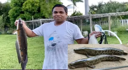 যুক্তরাষ্ট্রে শোল মাছ স্নেকহেড নামে পরিচিত। ছবি: সংগৃহীত