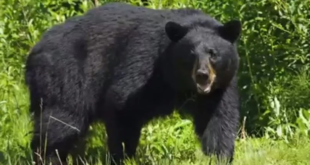 ফ্লোরিডায় আবারও গর্জে উঠলো শিকারি রাইফেল: কালো ভালুকের রক্তে রঙিন বন