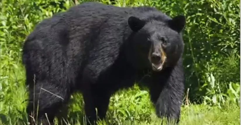 ফ্লোরিডায় আবারও গর্জে উঠলো শিকারি রাইফেল: কালো ভালুকের রক্তে রঙিন বন